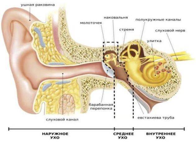 Нормальная анатомия уха