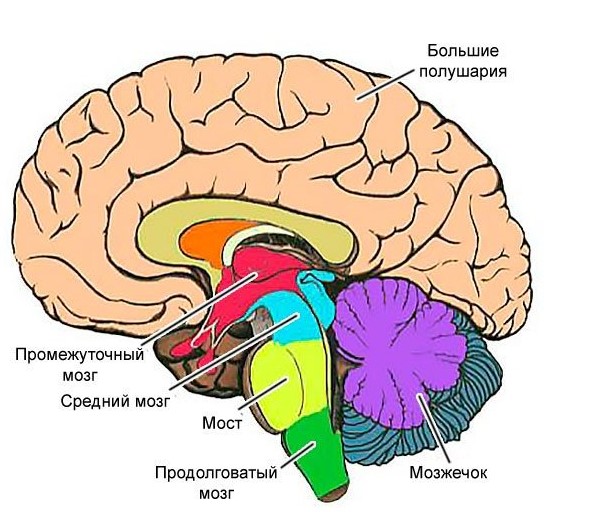 Цистерны головного мозга на КТ