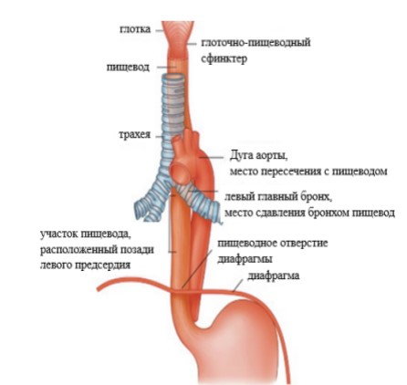  Схема: анатомическое расположение органа