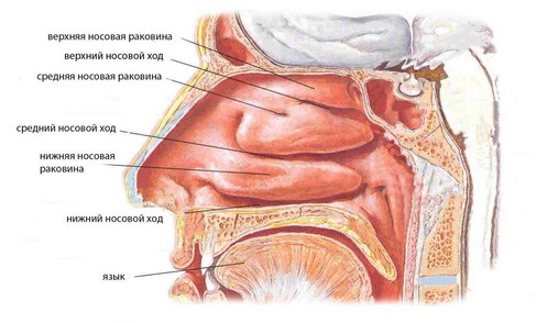 Схематичное изображение анатомического строения носа
