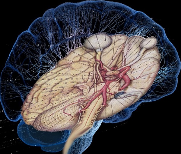  Схематическое изображение взаимоотношений базальных структур головного мозга