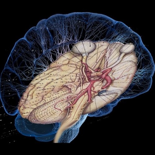 МРТ головного мозга с прицельным осмотром черепномозговых нервов