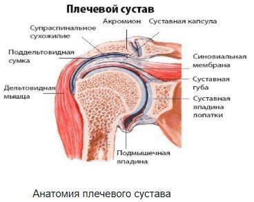 КТ плечевого сустава, анатомия