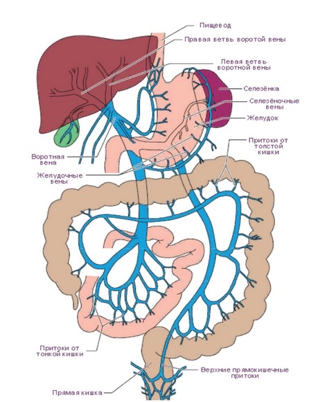 Рисунок: система формирования воротной вены