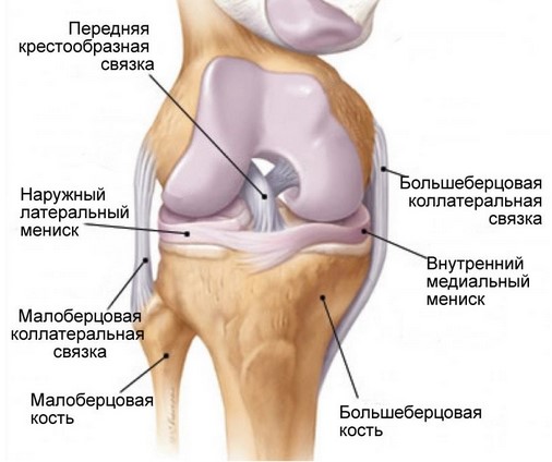 Схематичное изображение коленного сустава