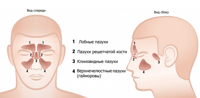 Схематичное изображение придаточных пазух носа