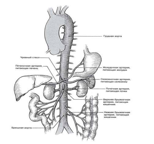 Анатомические структуры грудного и брюшного отдела аорты