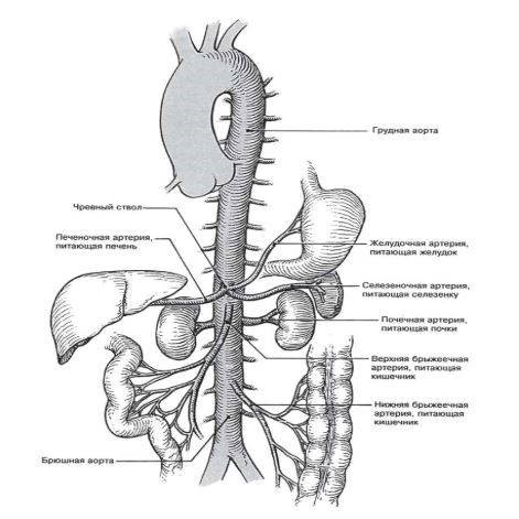 КТ грудного отдела аорты и ее ветвей