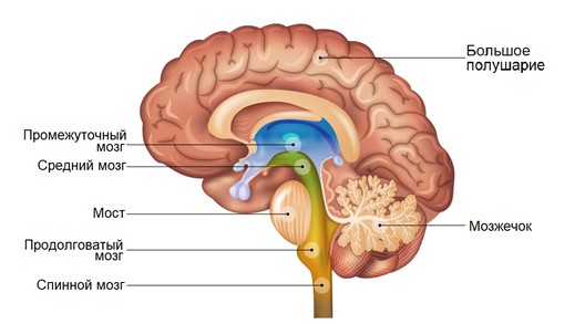 Схематическое изображение отделов головного мозга
