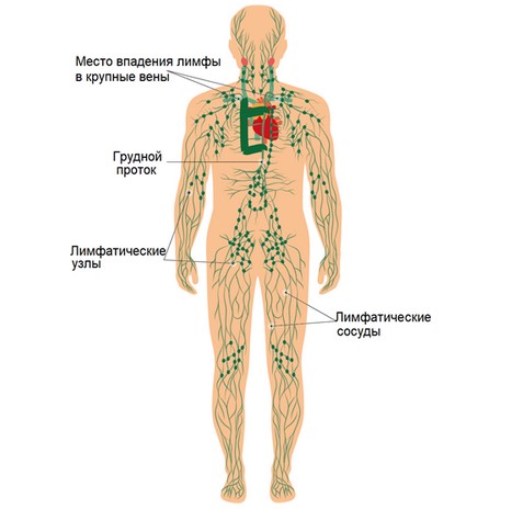  Схематичное изображение лимфатической системы человека