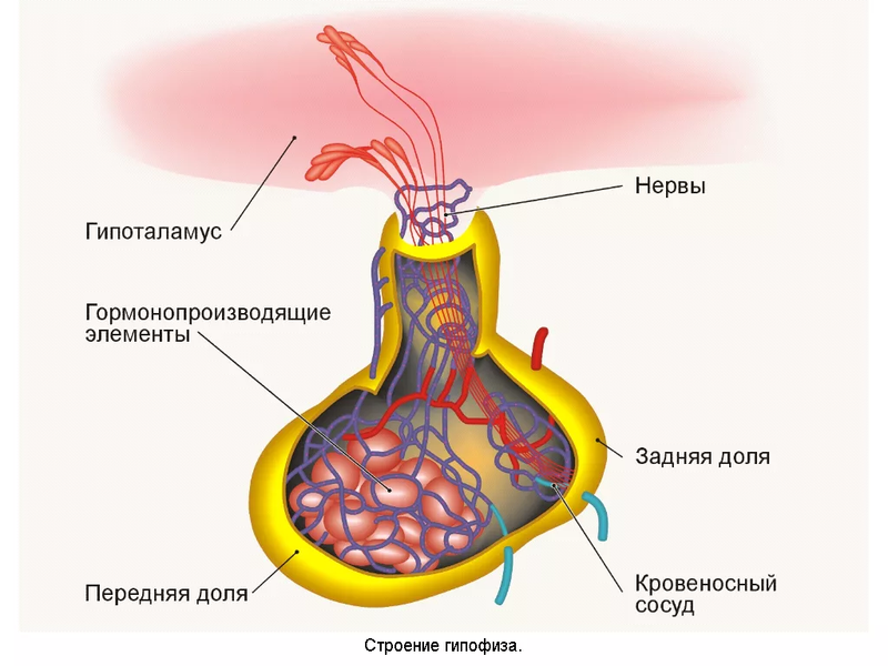 Анатомия гипофиза
