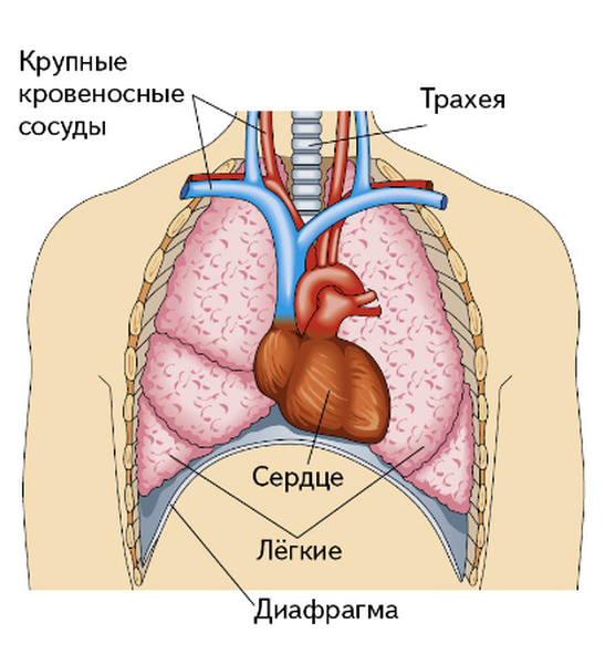 Органы грудной клетки