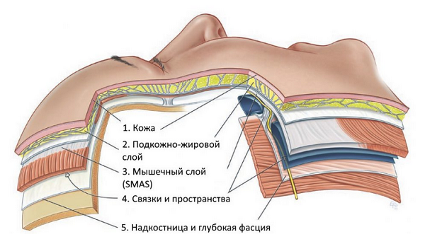 Структура мягких тканей лица