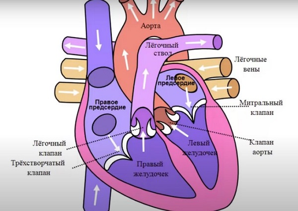 Схематичное изображение строения сердца человека