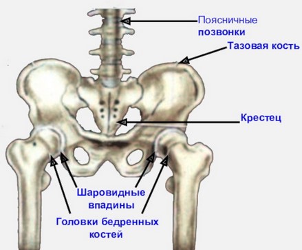 Скелет пояса нижних конечностей