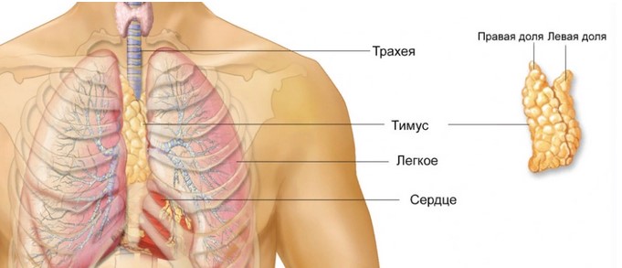  Анатомическое положение органа в грудной клетке
