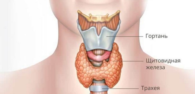Схематическое изображения анатомического расположения щитовидной железы