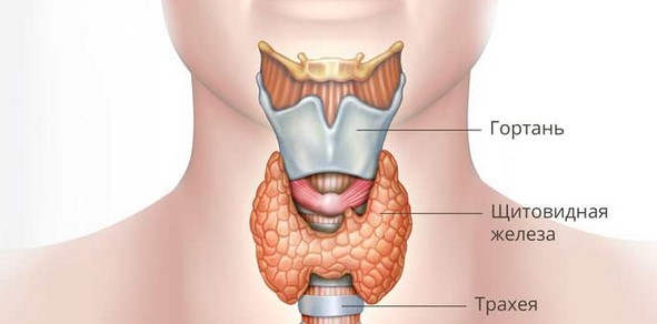 Условное изображение анатомического расположения щитовидной железы